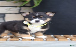 Welsh Corgi Pembroke dogs for sale: Rocco - Image 7