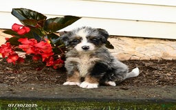 Mini Bernedoodle dogs for sale: Cheddar - Image 1