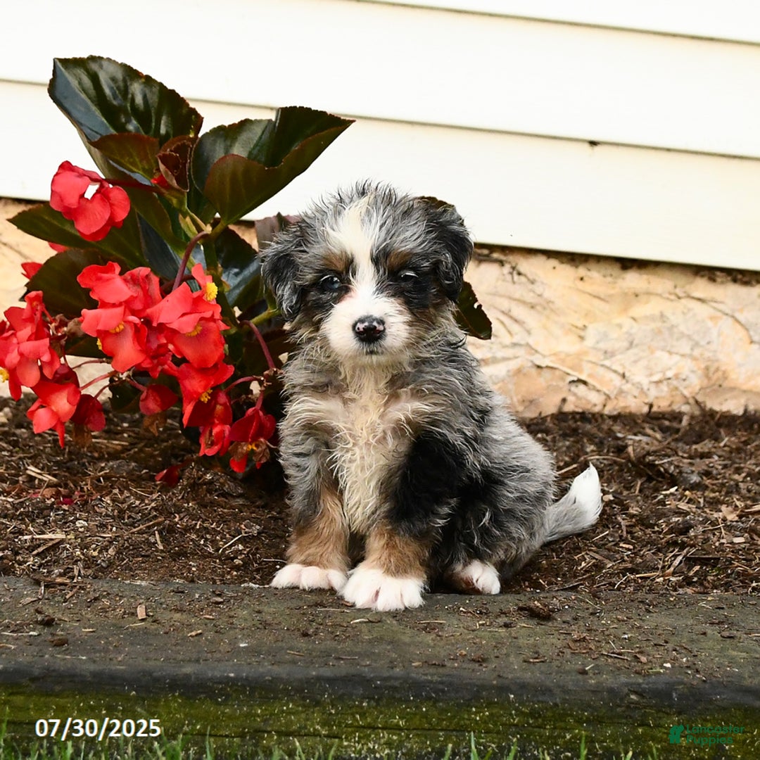Mini Bernedoodle dogs for sale: Cheddar - Image 1