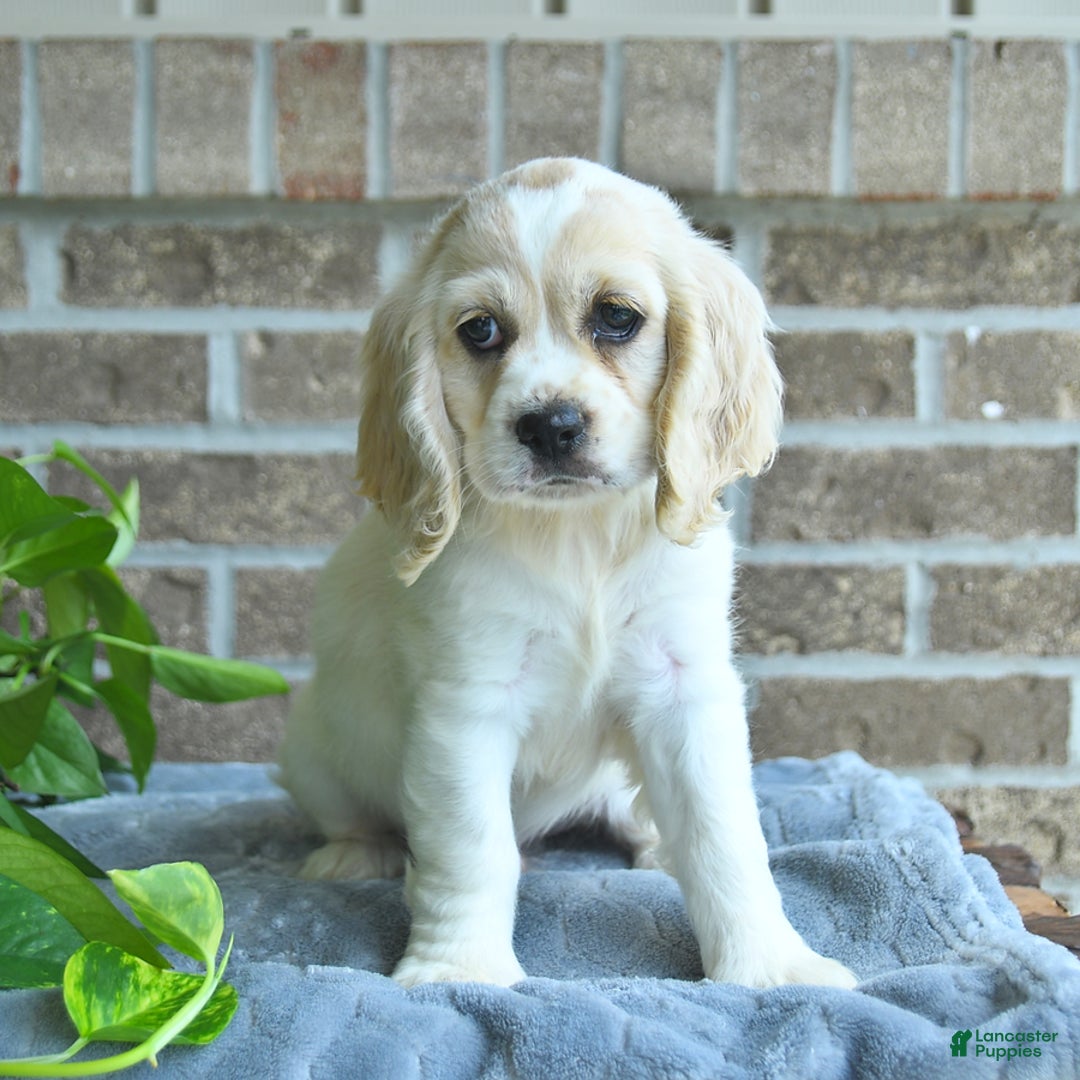 Cocker Spaniel dogs for sale: Jimmy - Image 2