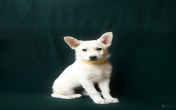 American Eskimo dogs for sale: Tansy - Image 1