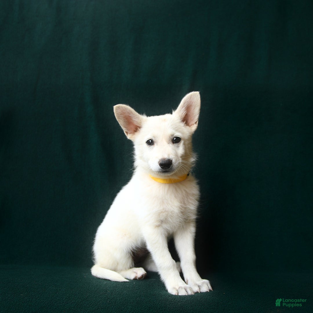 American Eskimo dogs for sale: Tansy - Image 1