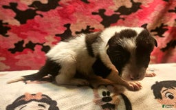 Border Collie dogs for sale: Fasti - Image 31