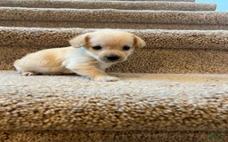 Maltipoo dogs for sale: Tommy - Image 9