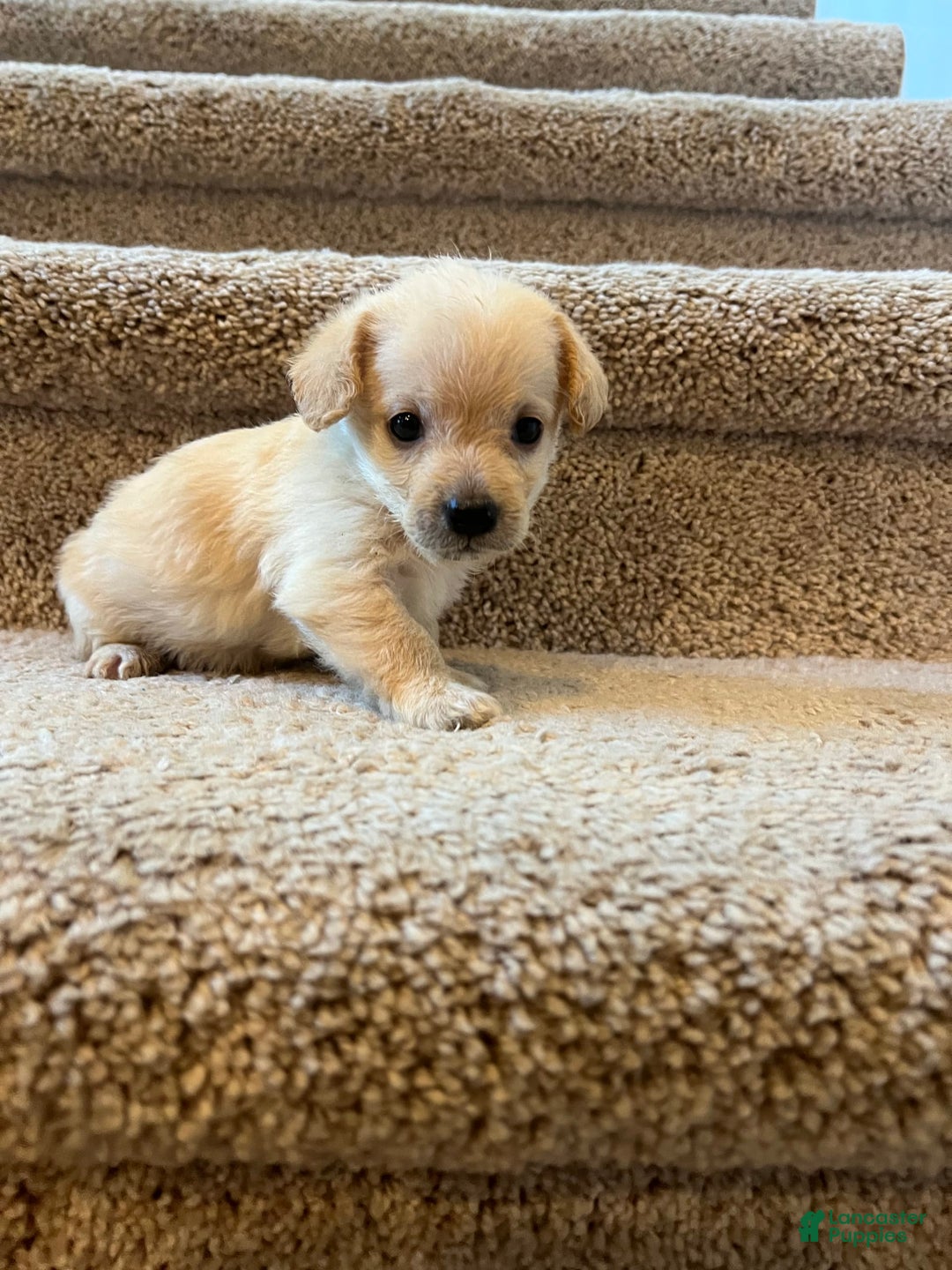 Maltipoo dogs for sale: Tommy - Image 9