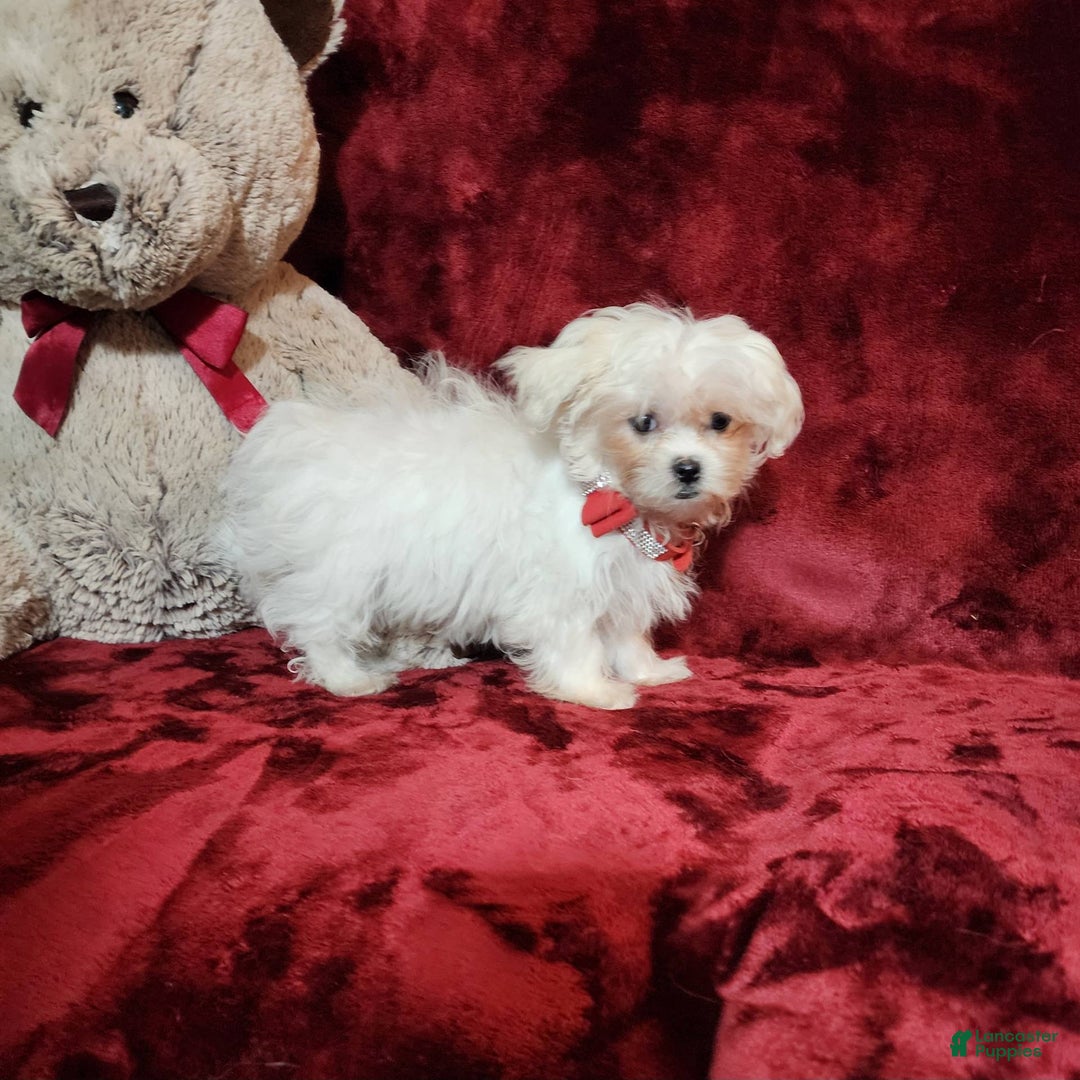 Malshi dogs for sale: Lacey - Image 6