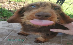Dachshund dogs for sale: Rockin Robin - Image 2