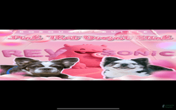 French Bulldog dogs for sale: Fluffy Panda Female 2 - Image 10