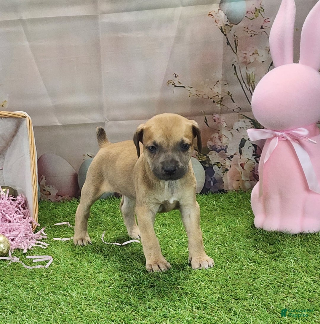 Catahoula Leopard Dog dogs for sale: Goldie 2025 F3 - Image 11