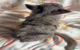 Chihuahua dogs for sale: Coi - Image 3