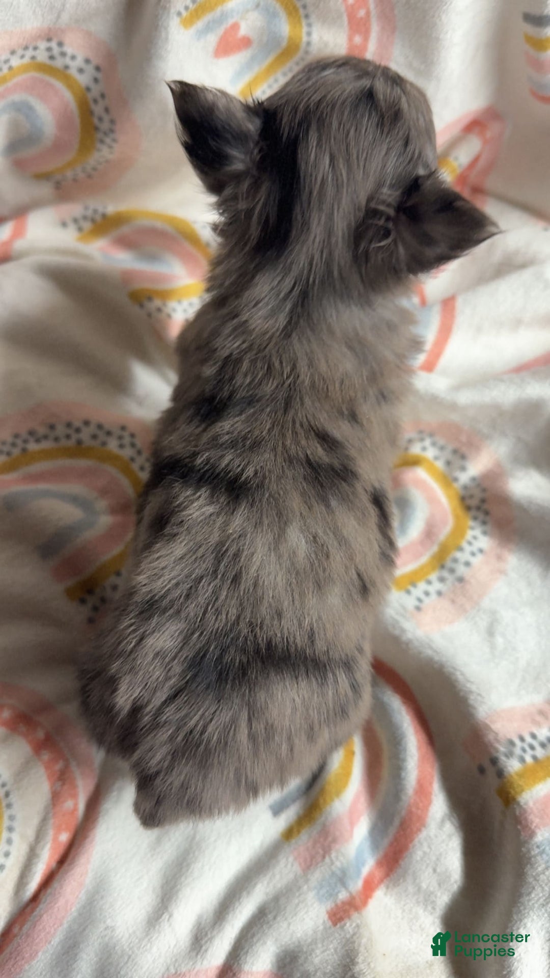 Chihuahua dogs for sale: Coi - Image 3