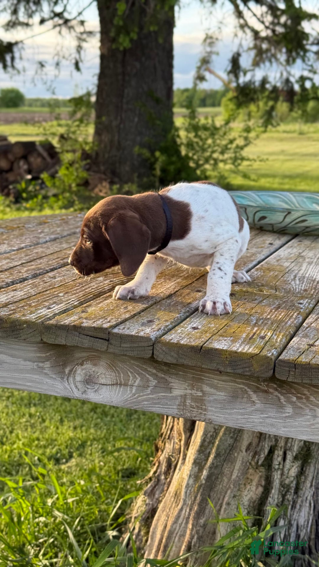German Shorthaired Pointer dogs for sale: Remmy - Image 6