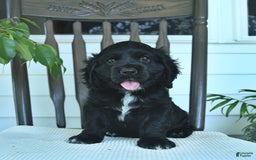 Cocker Spaniel dogs for sale: Aladdin - Image 2