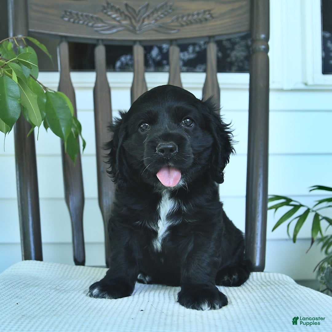 Cocker Spaniel dogs for sale: Aladdin - Image 2