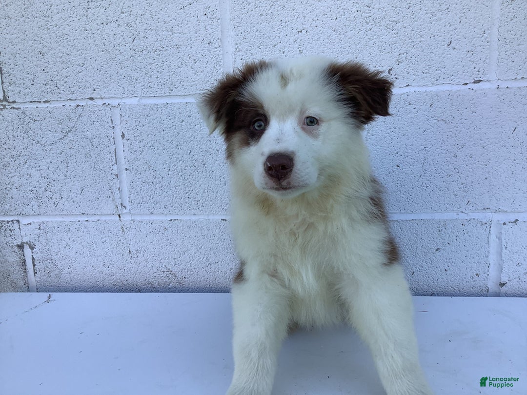 Australian Shepherd dogs for sale: Bentley - Image 1