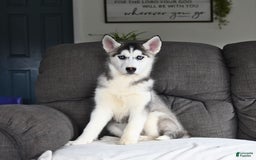 Siberian Husky dogs for sale: Jemma - Image 6