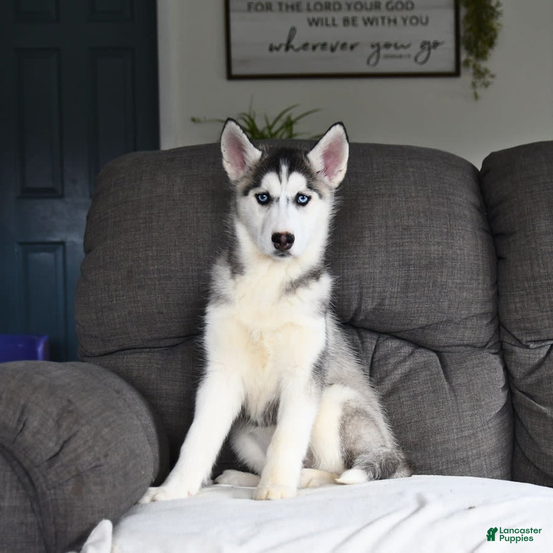 Siberian Husky dogs for sale: Jemma - Image 6