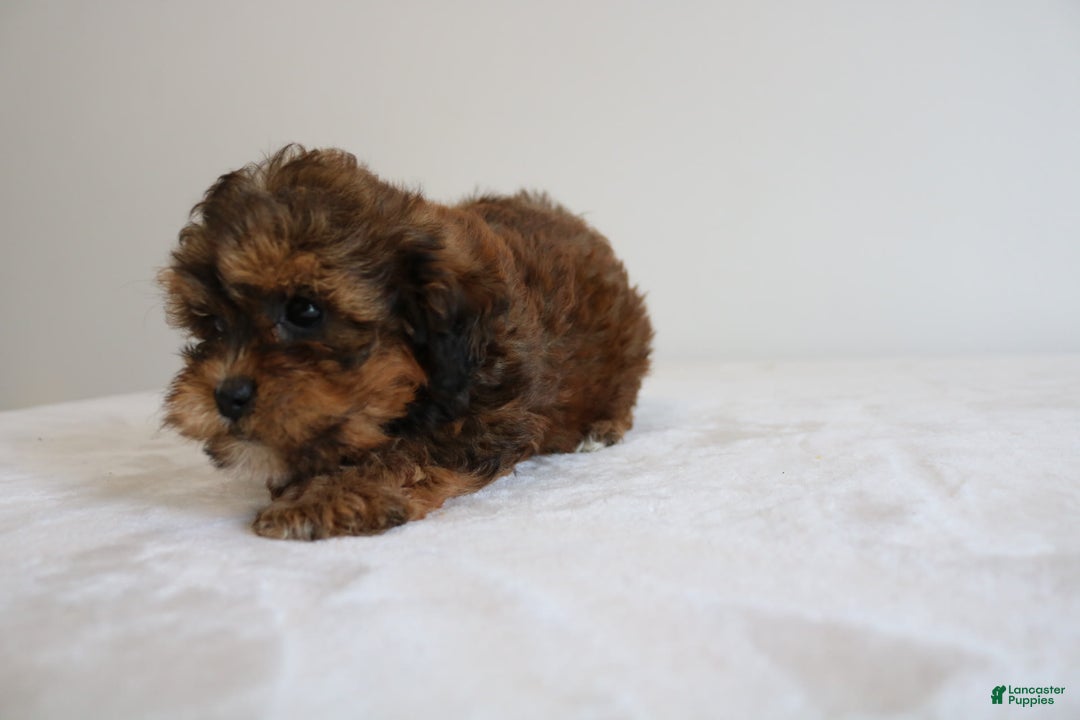 Shihpoo dogs for sale: Lady - Image 5