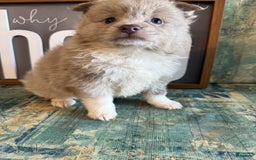 Pomeranian dogs for sale: Alex - Image 10