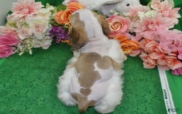 Cocker Spaniel dogs for sale: Akcabbysablepartimerleblueeyescockerpuppy - Image 8