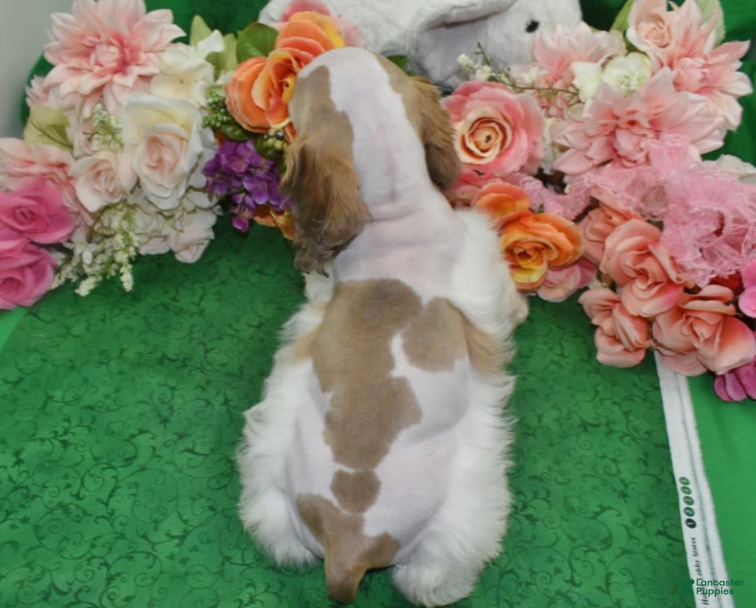 Cocker Spaniel dogs for sale: Akcabbysablepartimerleblueeyescockerpuppy - Image 8