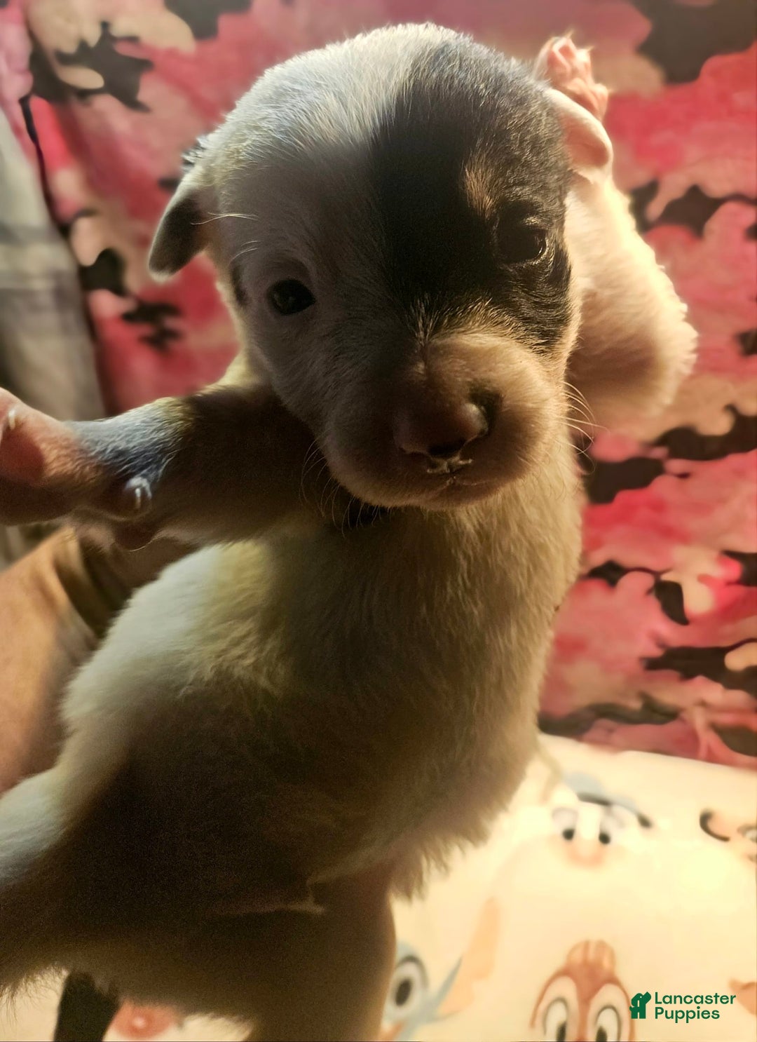 Border Collie dogs for sale: Gumbi - Image 8