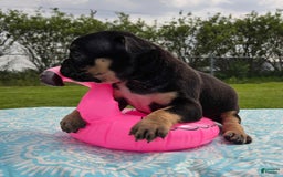 Olde English Bulldogge dogs for sale: George - Image 24