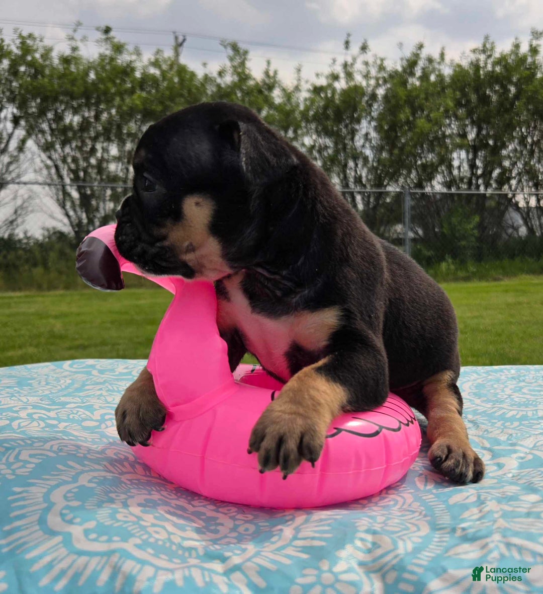 Olde English Bulldogge dogs for sale: George - Image 24