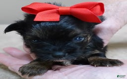 Yorkshire Terrier dogs for sale: Kai - Image 23
