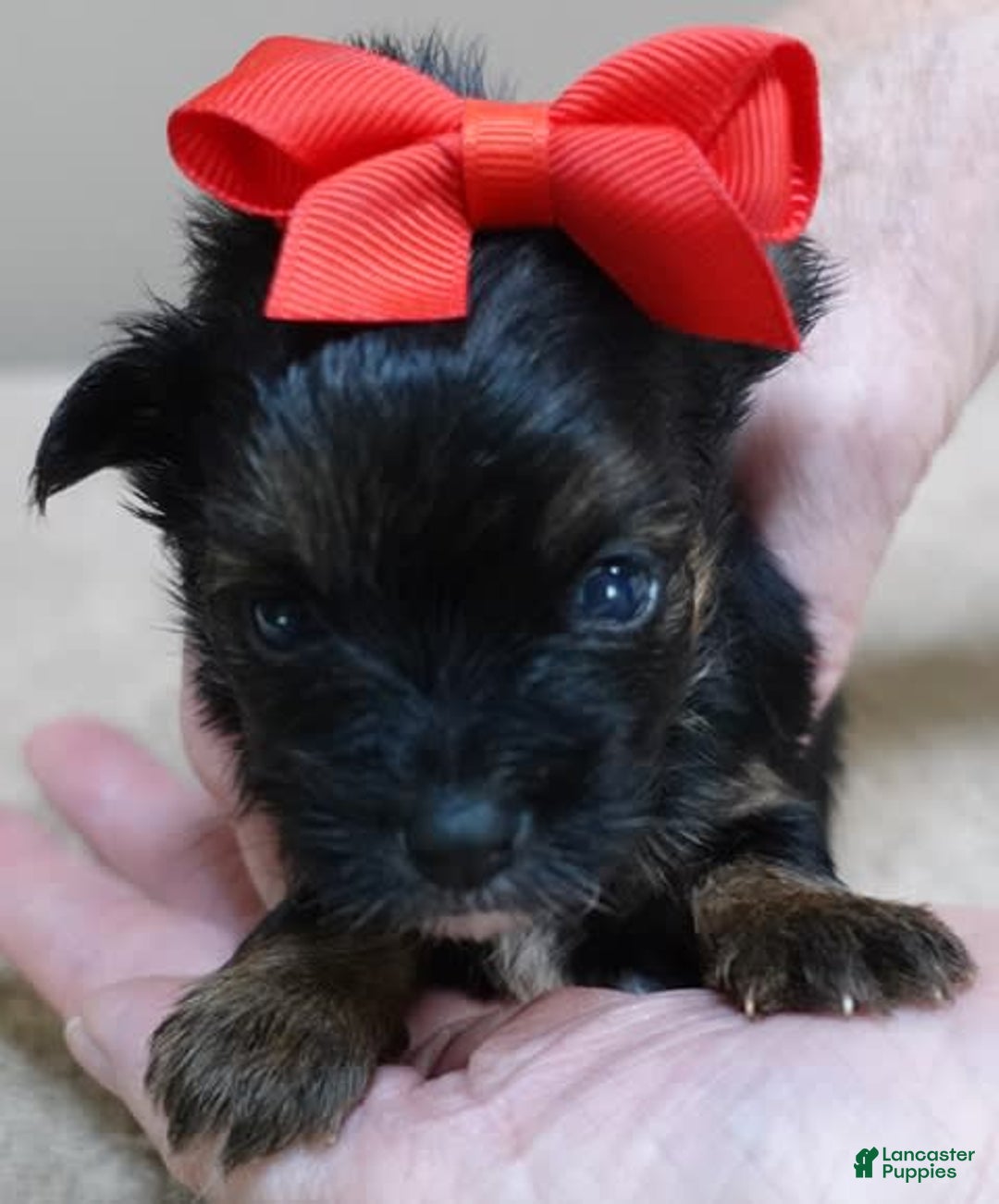 Yorkshire Terrier dogs for sale: Kai - Image 23
