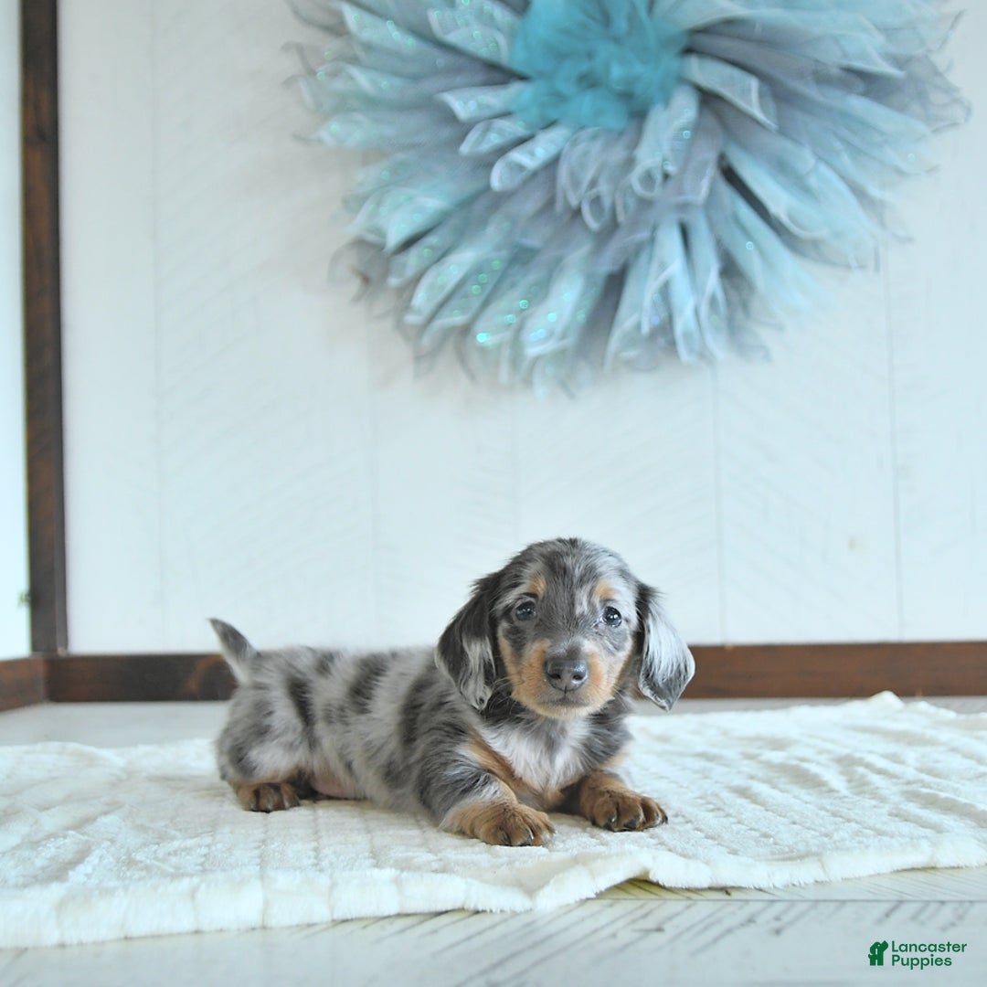 Miniature Dachshund dogs for sale: Zeke Rare Color - Image 4