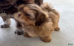 Shih Tzu dogs for sale: Brennan - Image 11