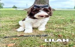 Saint Berdoodles dogs for sale: Lilah- Standard F1b - Image 2