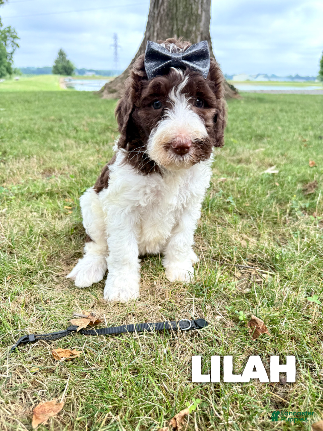 Saint Berdoodles dogs for sale: Lilah- Standard F1b - Image 2
