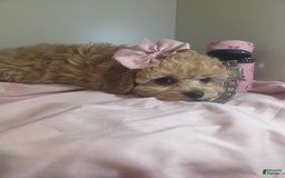 Cavapoo dogs for sale: Livy - Image 6