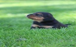 Beagle dogs for sale: Trish - Image 3