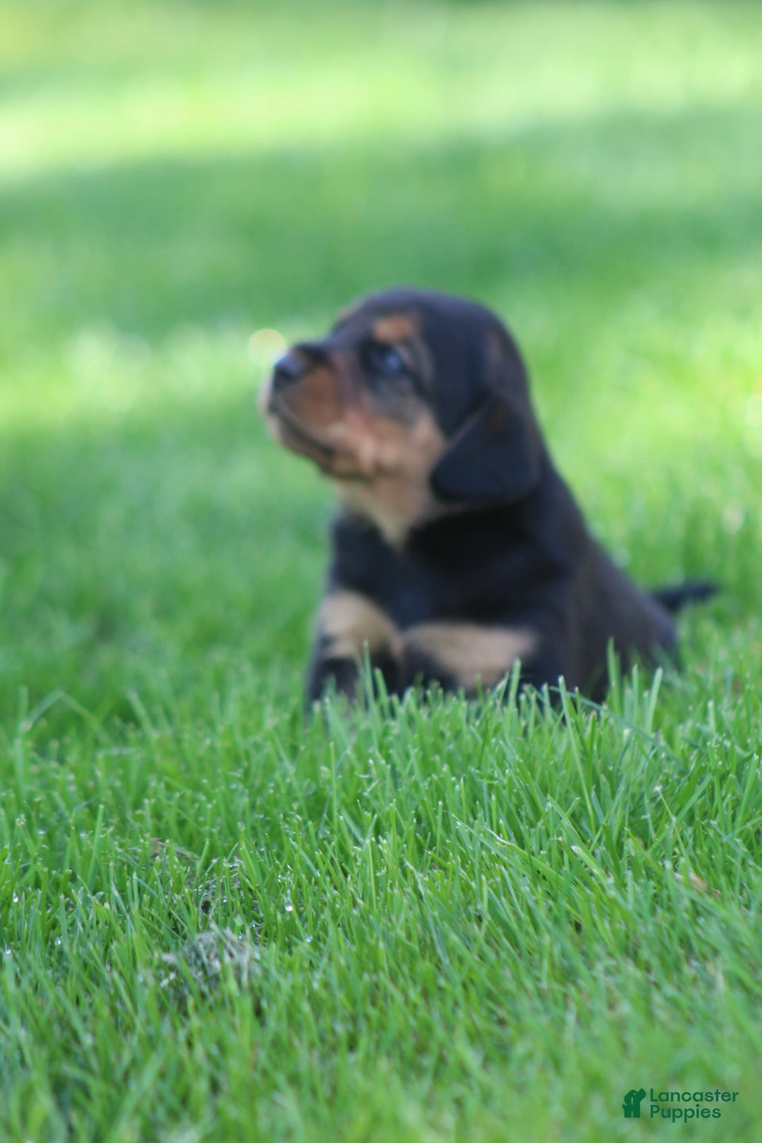 Beagle dogs for sale: Trish - Image 3