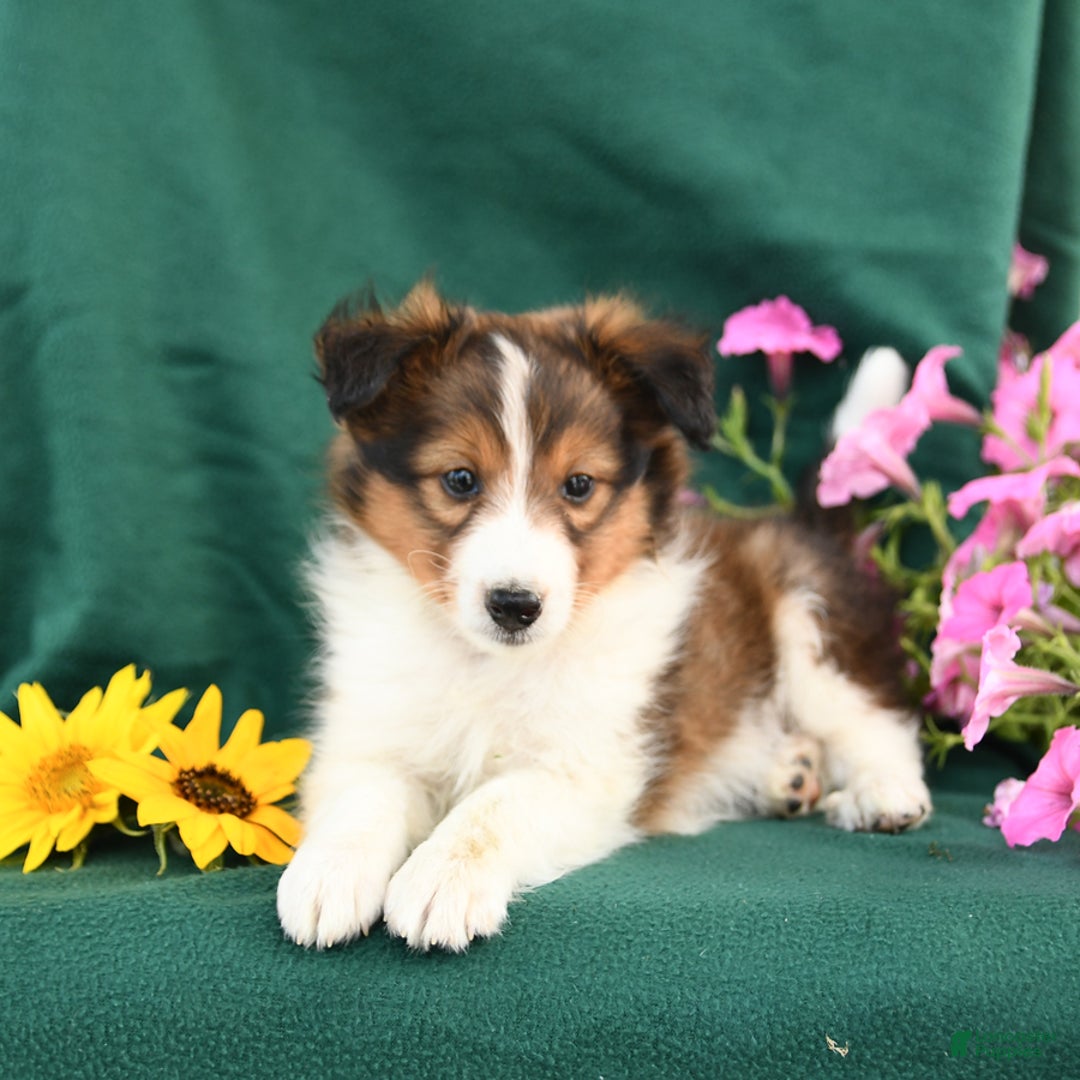 Shetland Sheepdog dogs for sale: Bingo - Image 1