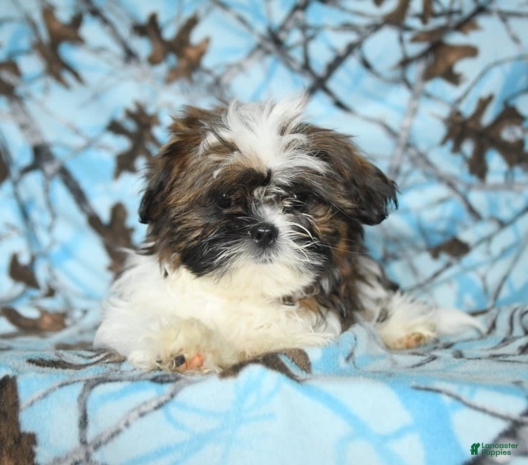 Shih Tzu dogs for sale: Everest - Image 15