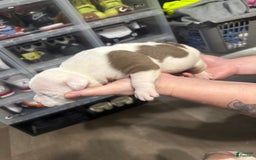 American Bully dogs for sale: Taz - Image 1