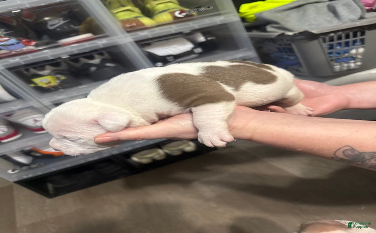 American Bully dogs for sale - Ad 1