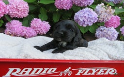 Cocker Spaniel dogs for sale: Leo - Image 2