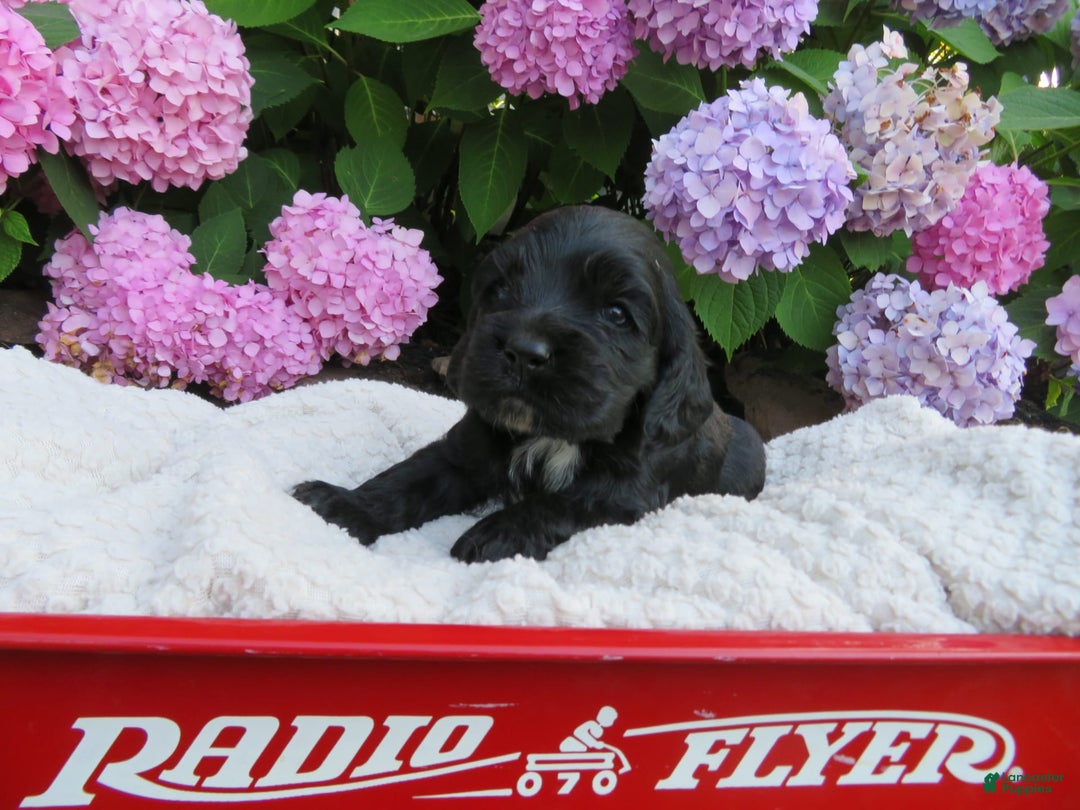 Cocker Spaniel dogs for sale: Leo - Image 2