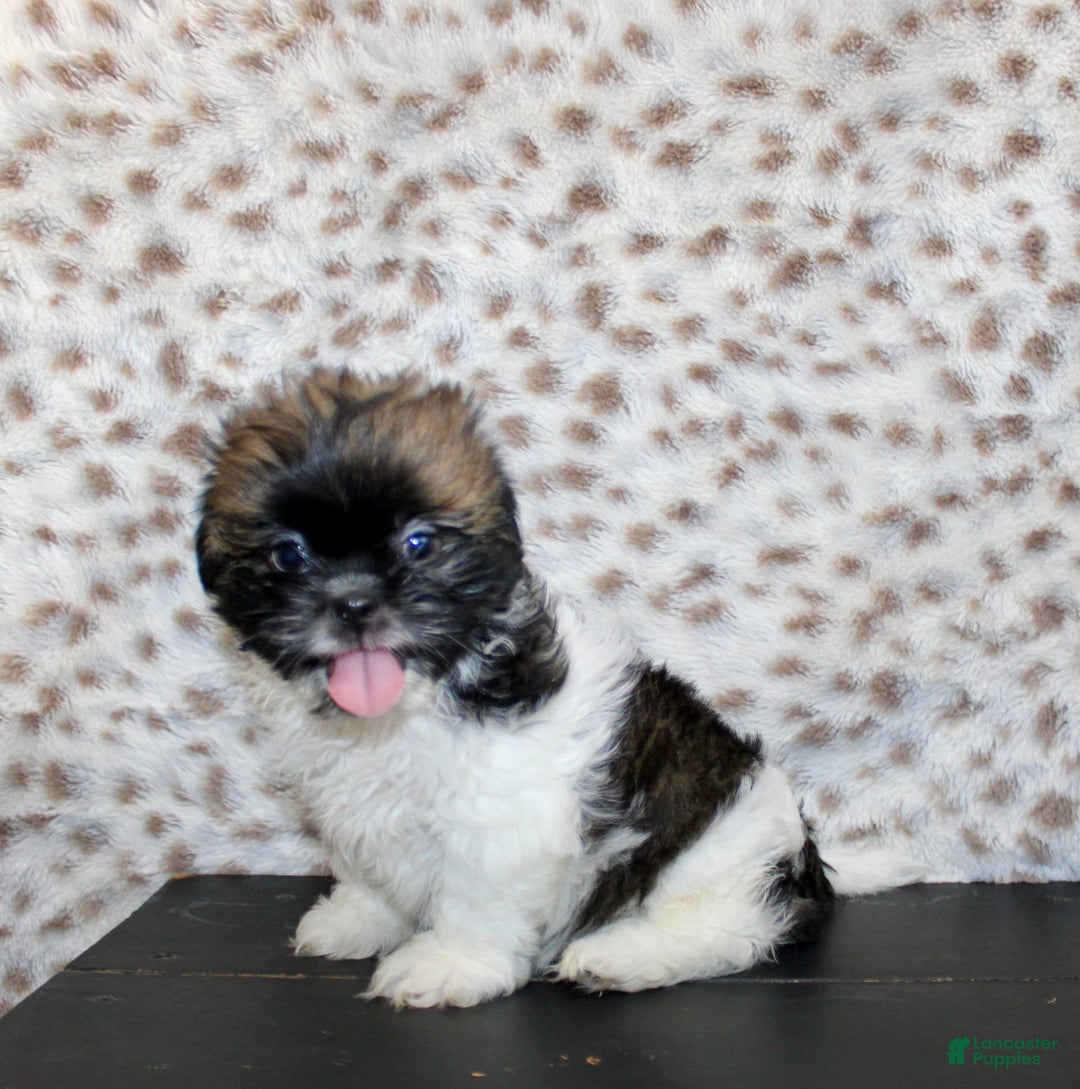 Shih Tzu dogs for sale: Sammie - Image 6