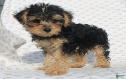 Yorkiepoo dogs for sale: Smokey - Image 4