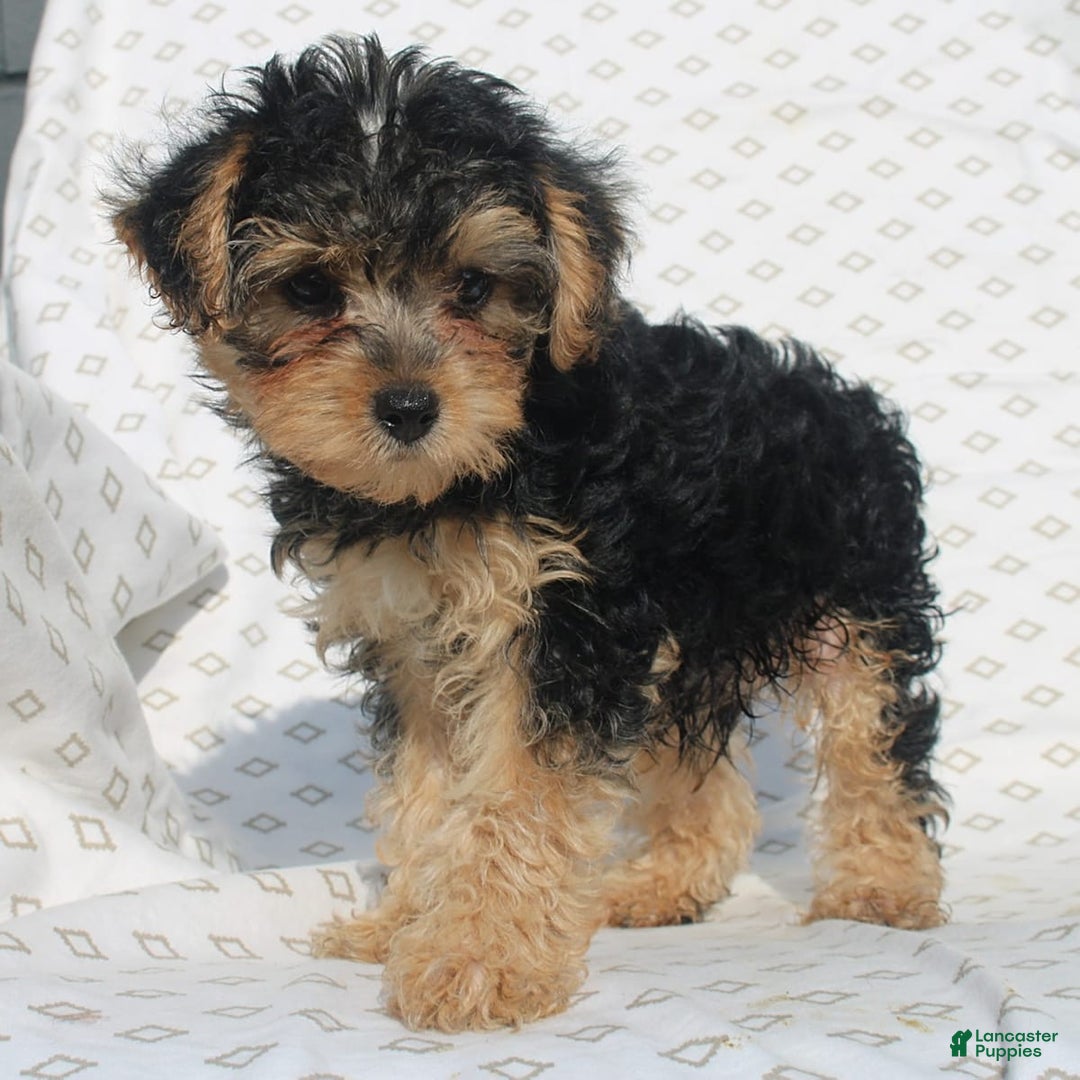 Yorkiepoo dogs for sale: Smokey - Image 4