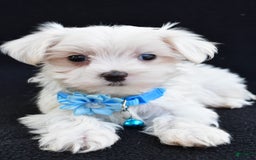 Maltese dogs for sale: Arianna - Image 6