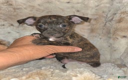 Miniature Pinscher dogs for sale: Hayes - Image 3