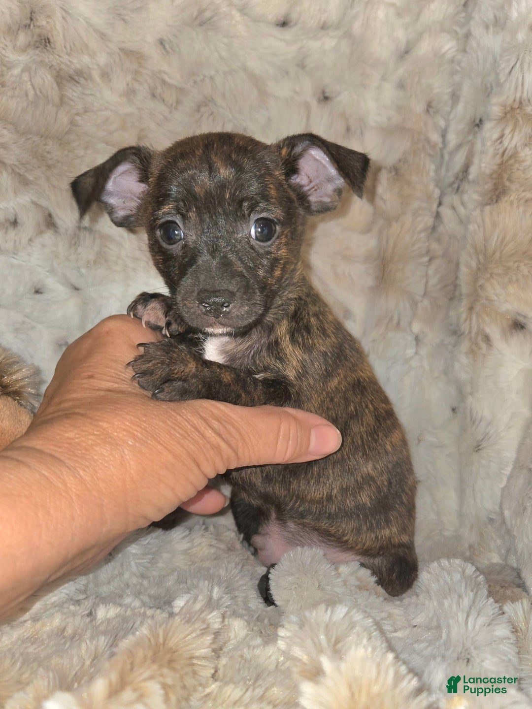 Miniature Pinscher dogs for sale: Hayes - Image 3