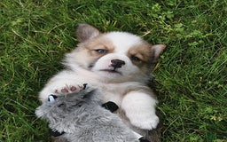 Welsh Corgi Pembroke dogs for sale: Nugget - Image 18